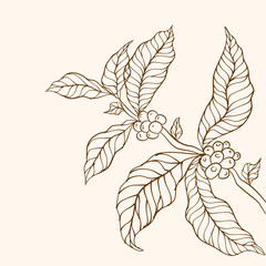 Coffee plant branch with leaf. Hand drawn coffee branch. Coffee plant. Coffee tree vector. vector illustration of coffee branch. Coffee beans and leaves. tree illustration. 
