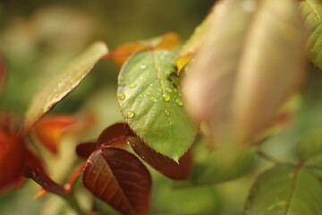 red and green leaves