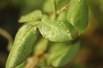 leaf with dew drops