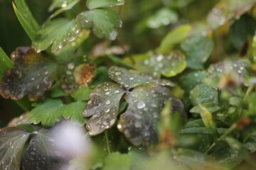 water drops on a leaf