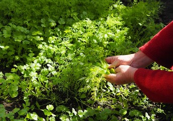 An elderly woman is hand picks off young shoots of dill and parsley grown in a greenhouse in late autumn.