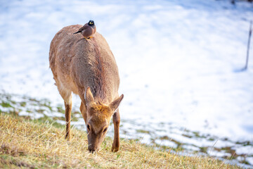 Beautiful spotted deer in the mountains against the background of green grass and snow. Fairytale spring landscape with wild animals.