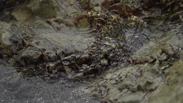 海岸の岩礁に固着するカメノテ