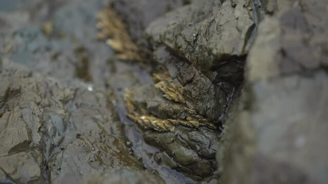 海岸の岩礁に固着するカメノテ