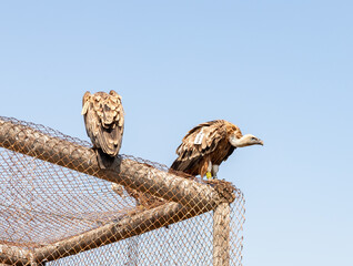 Griffon  Vulture - Gyps fulvus - resting in an enclosure in the Hai Bar nature reserve on Mount...