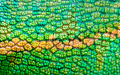 Beautiful multicolored bright chameleon skin, reptile skin pattern texture multicolored close-up as a background. © Vera