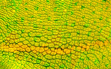 Beautiful multicolored bright chameleon skin, reptile skin pattern texture multicolored close-up as a background. © Vera