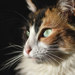 portrait of a cat