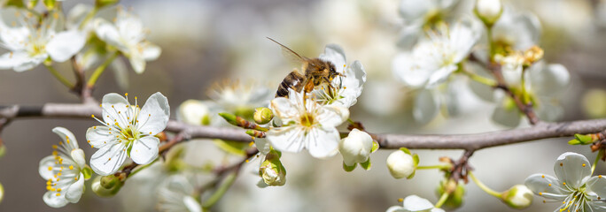 Bee on a flower of the white cherry blossoms. White flowers bloom in the trees. Spring landscape with blooming sakura tree. Beautiful blooming garden on a sunny day. Copy space for text.