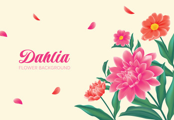 Realistic dahlia flower background