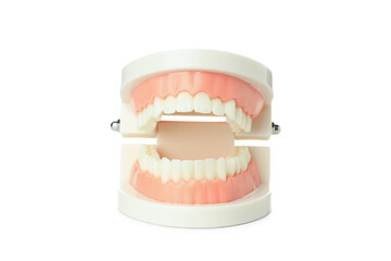 Concept of dental care, jaws isolated on white background