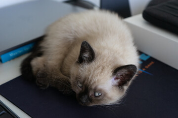British shorthair baby cat lying on mousepad on working desk at homeoffice.