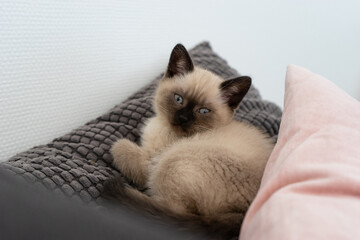 British shorthair baby cat lying on pillow on sofa.