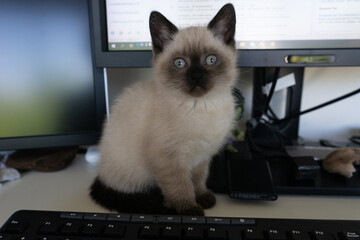 British shorthair baby cat on working desk at homeoffice.