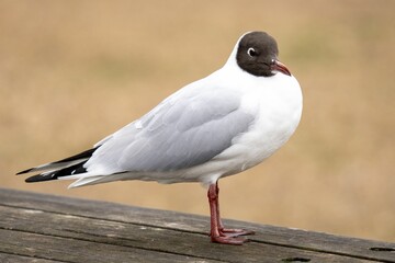 Black-headed gull standing on a wooden board