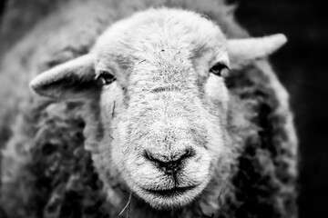 Closeup grayscale portrait of a sheep with blur background