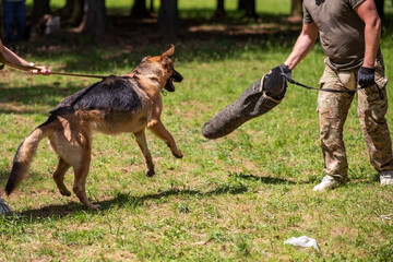 A cowardly German Shepherd dog training.