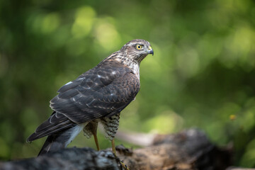 sparrow-hawk resting on a tree