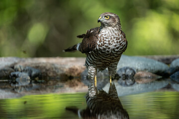 sparrow-hawk resting on a tree