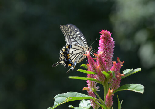 揚羽蝶 Images Browse 1 276 Stock Photos Vectors And Video Adobe Stock