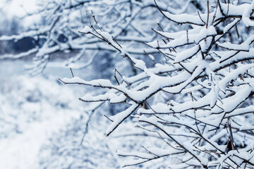 Snow covered tree branches in winter after snowfall
