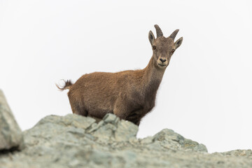Naklejka na ściany i meble Alpine ibex (Capra ibex) on the Monviso park. Cottian Alps, Monviso park, Piedmont, Italy