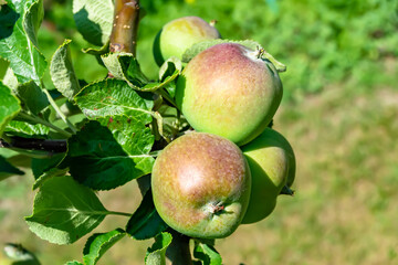 Photography on theme beautiful fruit branch apple tree