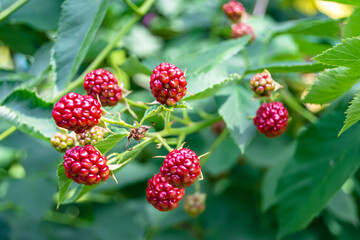Photography on theme beautiful berry branch blackberry bush