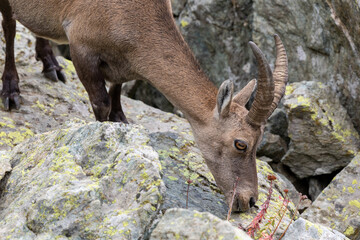 Alpine ibex (Capra ibex) on the Monviso park. Cottian Alps, Monviso park, Piedmont, Italy