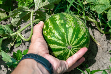 Photography on theme beautiful small fruit watermelon