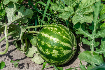 Photography on theme beautiful small fruit watermelon