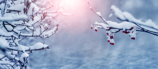 Snow covered tree branches in forest during sunset on blurred background