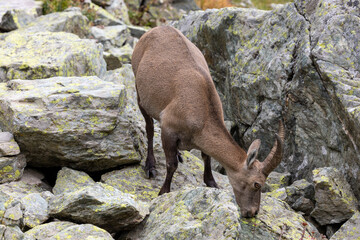 Alpine ibex (Capra ibex) on the Monviso park. Cottian Alps, Monviso park, Piedmont, Italy