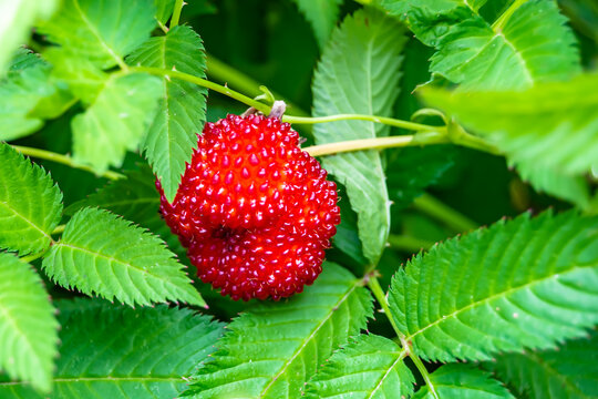 Beautiful berry branch japanese strawberry bush