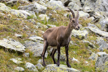Alpine ibex (Capra ibex) on the Monviso park. Cottian Alps, Monviso park, Piedmont, Italy