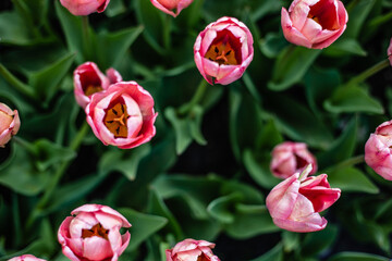 Kwitnący tulipany