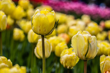 Żółte tulipany.