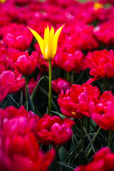 Naklejka premium Kontrastujące tulipany