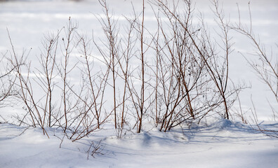 Dry branches in the snow, winter nature.