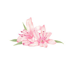 colored pencil pink lilly - obrazy, fototapety, plakaty