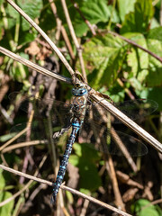 Macro shot of the Southern hawker or blue hawker (Aeshna cyanea) sitting on a plant stem surrounded...