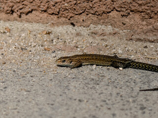 A small young lizard basking in the sun.