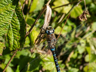 Macro shot of the Southern hawker or blue hawker (Aeshna cyanea) sitting on a plant stem surrounded with green vegetation