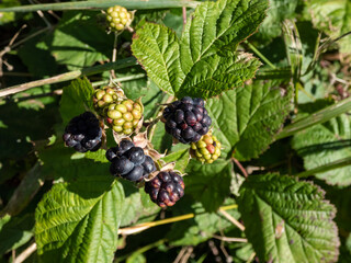 Close-up shot of the European dewberry (Rubus caesius) growing in the forest with maturing, ripe fruits in sunlight
