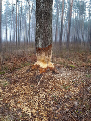 Big tree with impressive beaver damage and signs on wood trunk from teeth. Tree almost cut by beaver in a forest early in the morning with wood chips