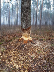 Big tree with impressive beaver damage and signs on wood trunk from teeth. Tree almost cut by beaver in a forest early in the morning with wood chips