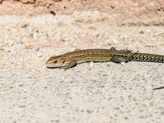 A small young lizard basking in the sun.