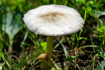 Photography to theme large beautiful poisonous mushroom in forest