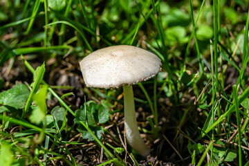 Photography to theme large beautiful poisonous mushroom in forest