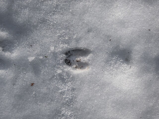 Close-up of the footprints of roe deer (Capreolus capreolus) on the ground covered with snow in...